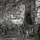 Cypress Knees